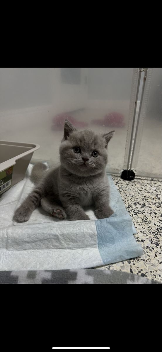 British Shorthair Kitten