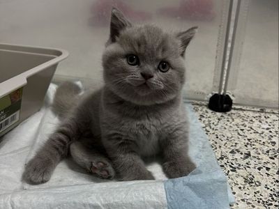 British Shorthair Kitten