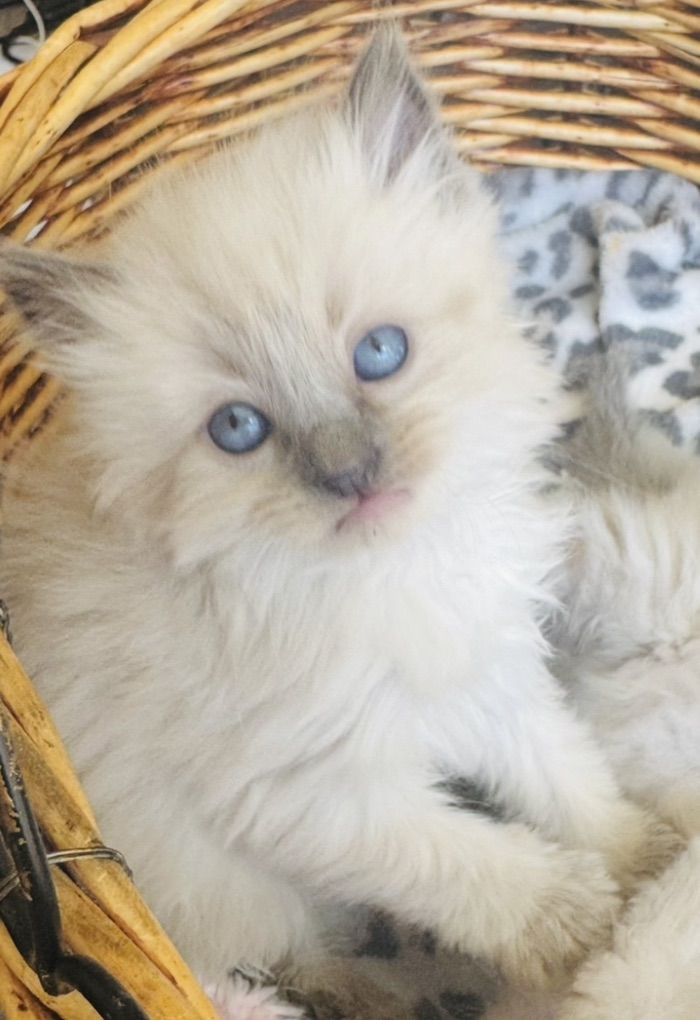 2 Gorgeous SWEET Seal Point Teacup Ragdoll Kittens For Easter--STAY small (less allerganic/shed less!)