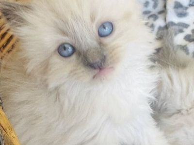 2 Gorgeous SWEET Seal Point Teacup Ragdoll Kittens For Easter--STAY small (less allerganic/shed less!)