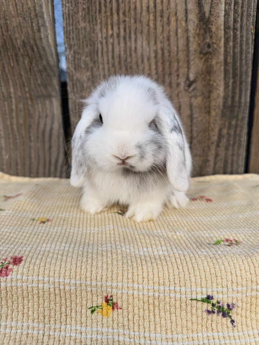 Price drop Ready now! Cutest Baby Holland Lops!