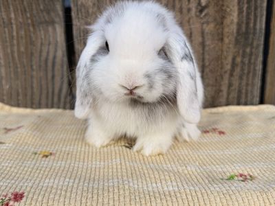 Price drop Ready now! Cutest Baby Holland Lops!