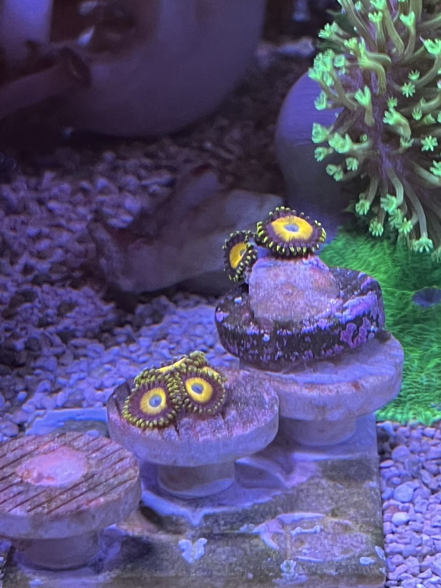 Coral frags - zoanthids