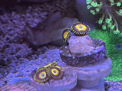 Coral frags - zoanthids