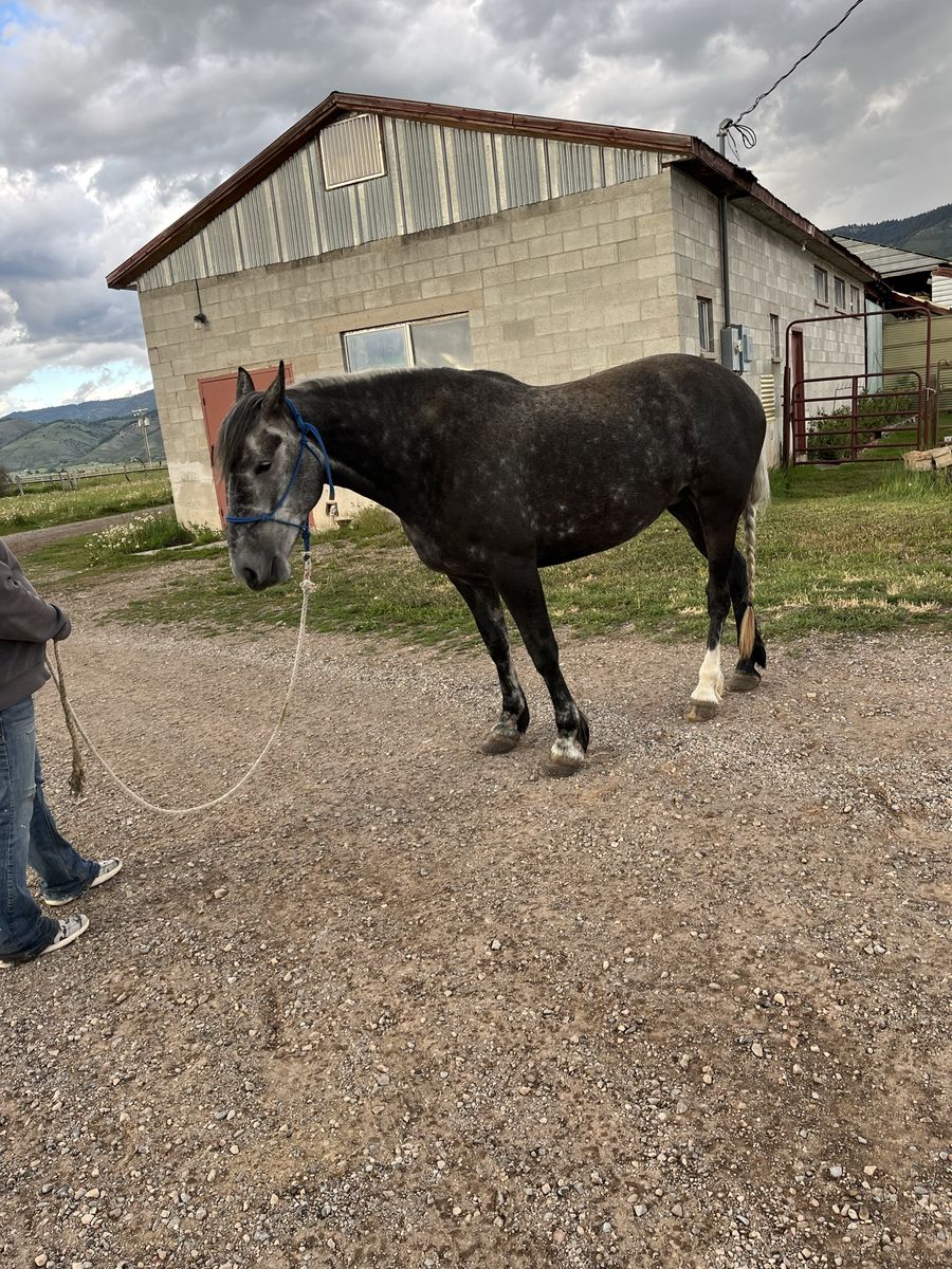 5-Year-Old Walking/Draft Cross Mare