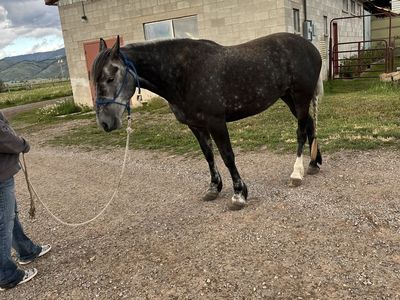 5-Year-Old Walking/Draft Cross Mare