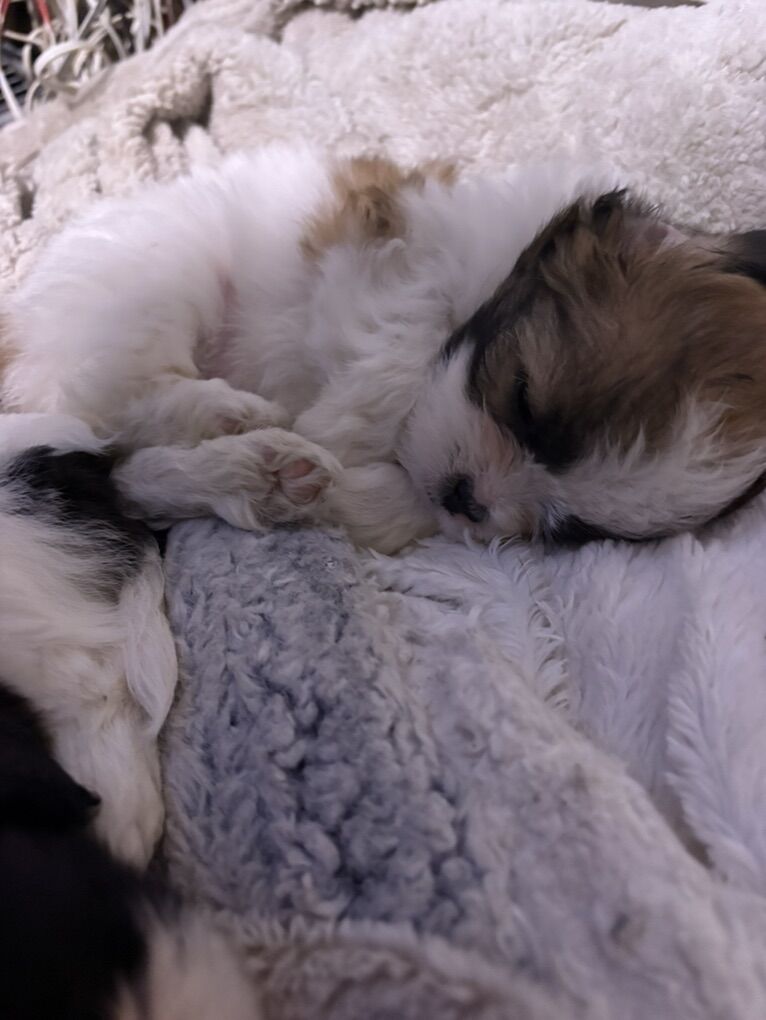 1 Left Shih Tzu / Chihuahua Puppies Are Ready