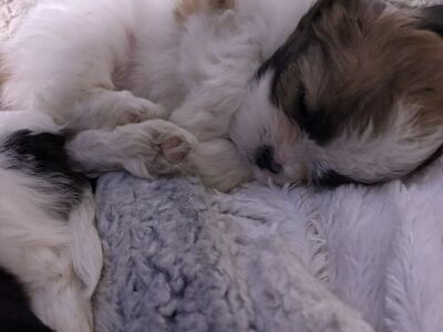 1 Left Shih Tzu / Chihuahua Puppies Are Ready