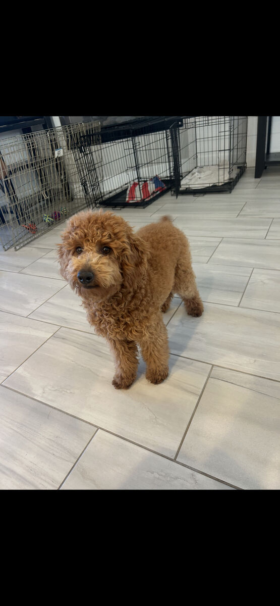 Toy Poodle Puppy male Full Grown