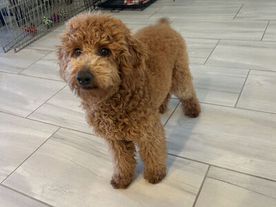 Toy Poodle Puppy male Full Grown