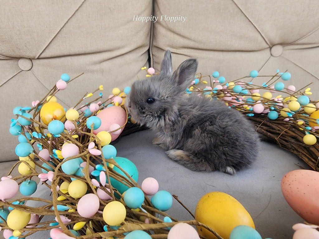 Opal English Angora Buck