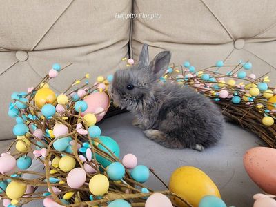 Opal English Angora Buck