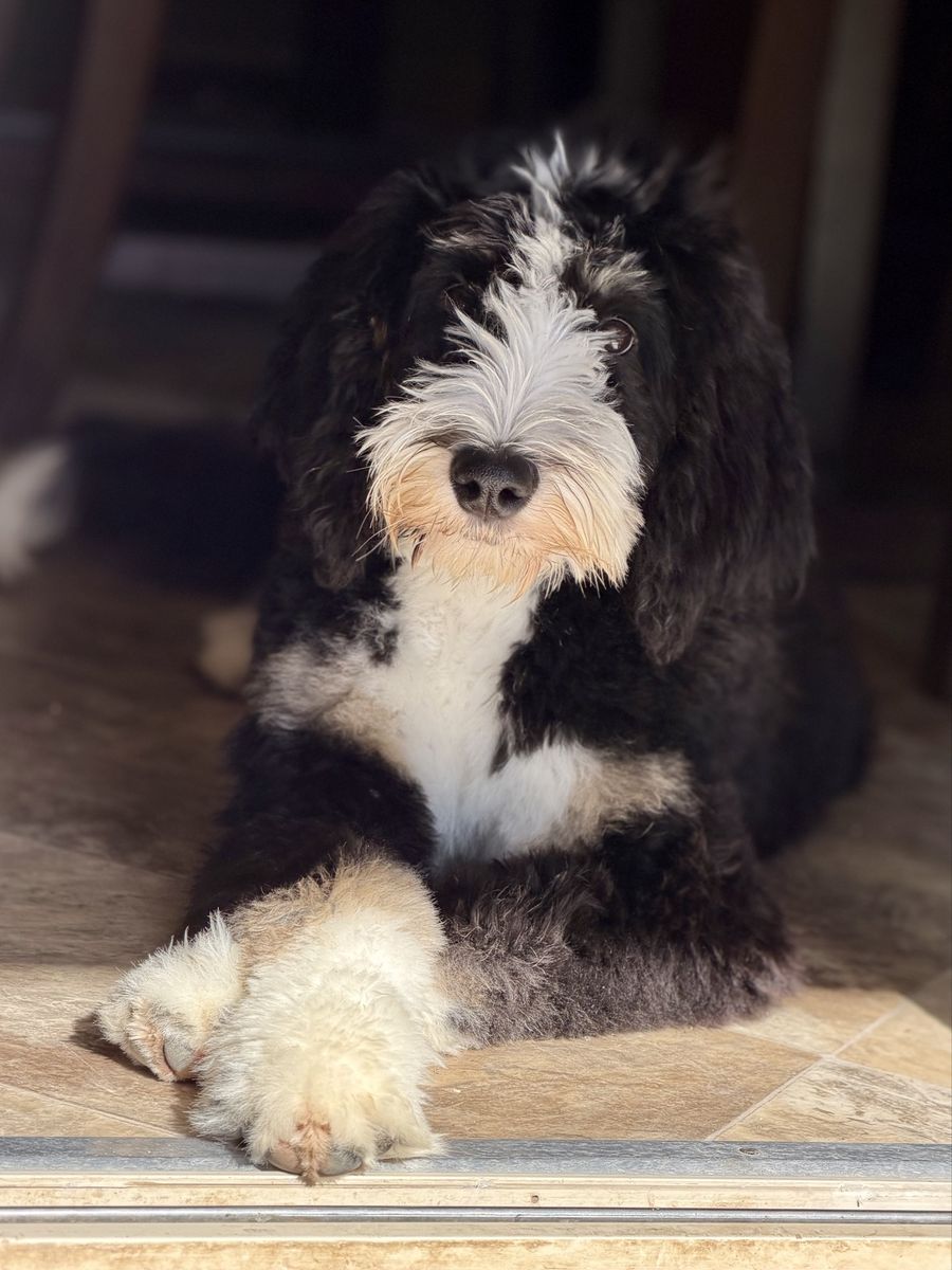 Bernedoodle