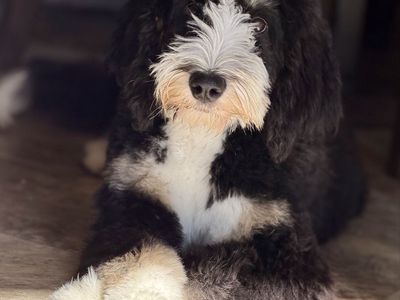 Bernedoodle