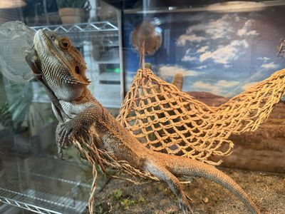 Bearded dragon and accessories