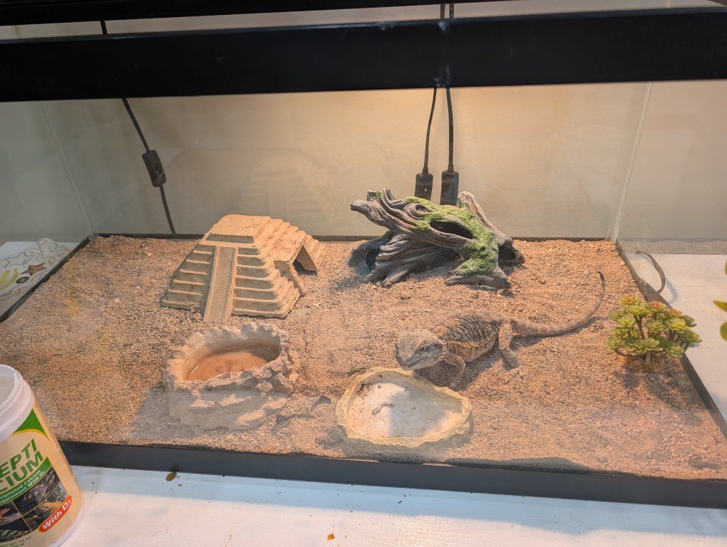Bearded Dragon with Terrarium, Lighting, and Accessories - Complete Setup