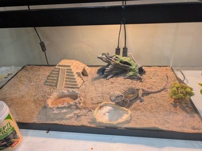 Bearded Dragon with Terrarium, Lighting, and Accessories - Complete Setup