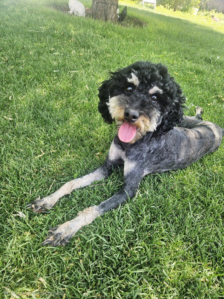 Phantom Mini Female Poodle - Health Tested