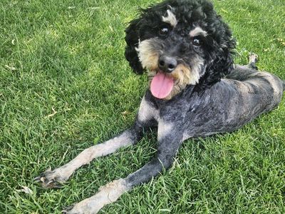 Phantom Mini Female Poodle - Health Tested