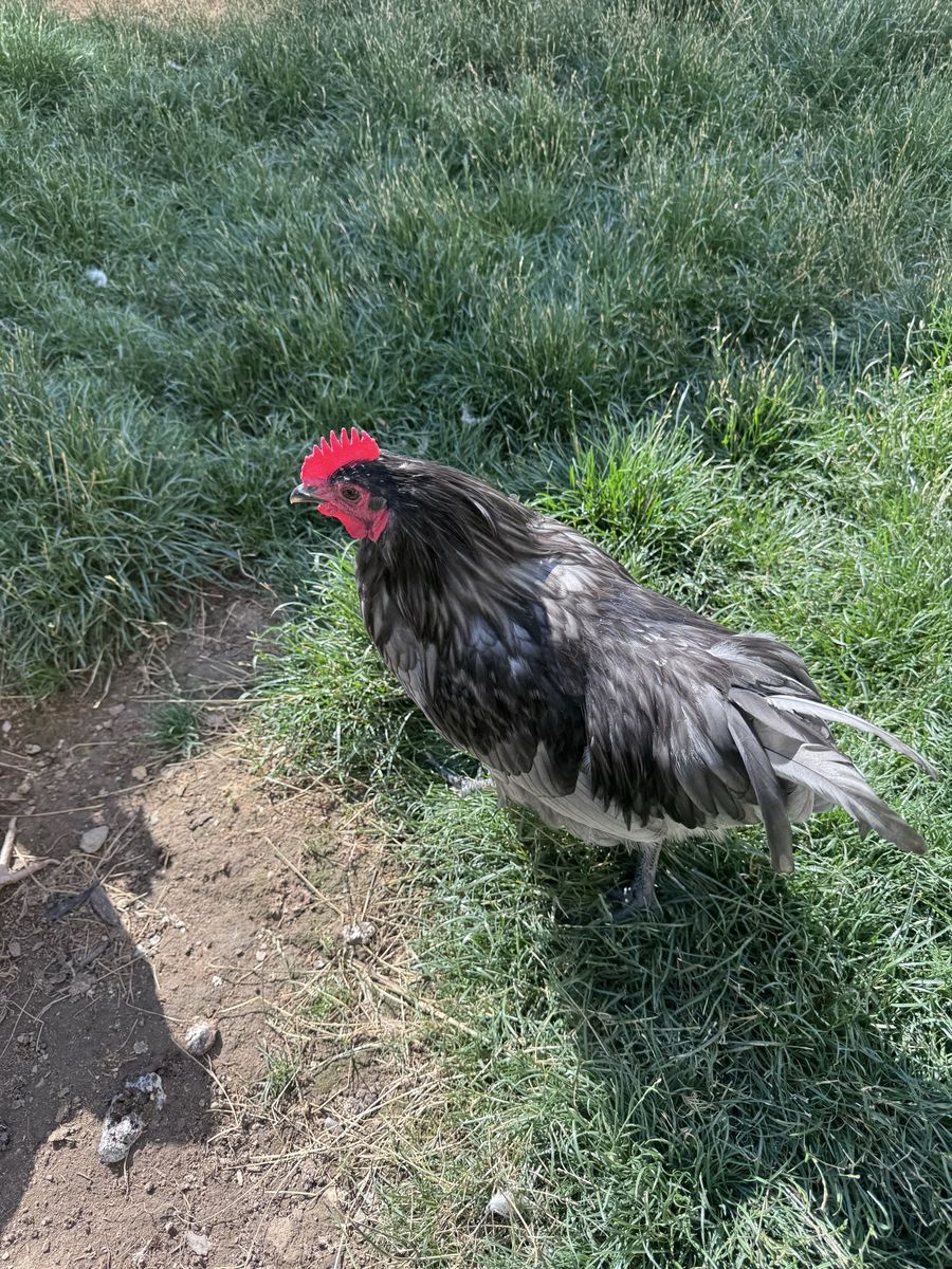 Young Wyandotte Rooster