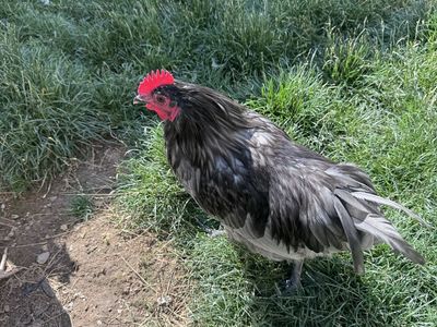 Young Wyandotte Rooster