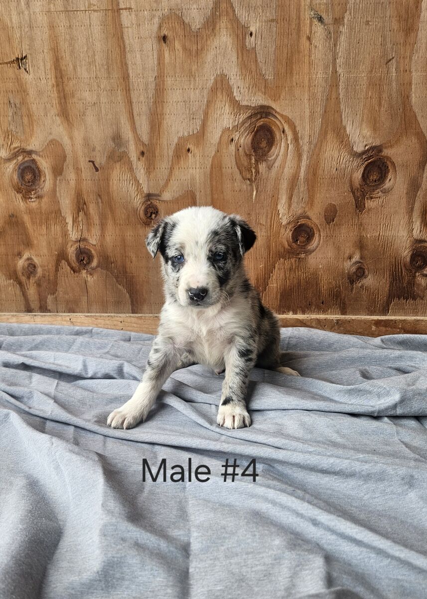 Colorful ABCA Registered Border Collie Pups