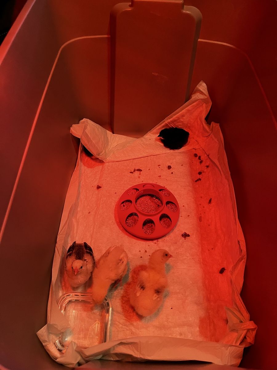 Chicks