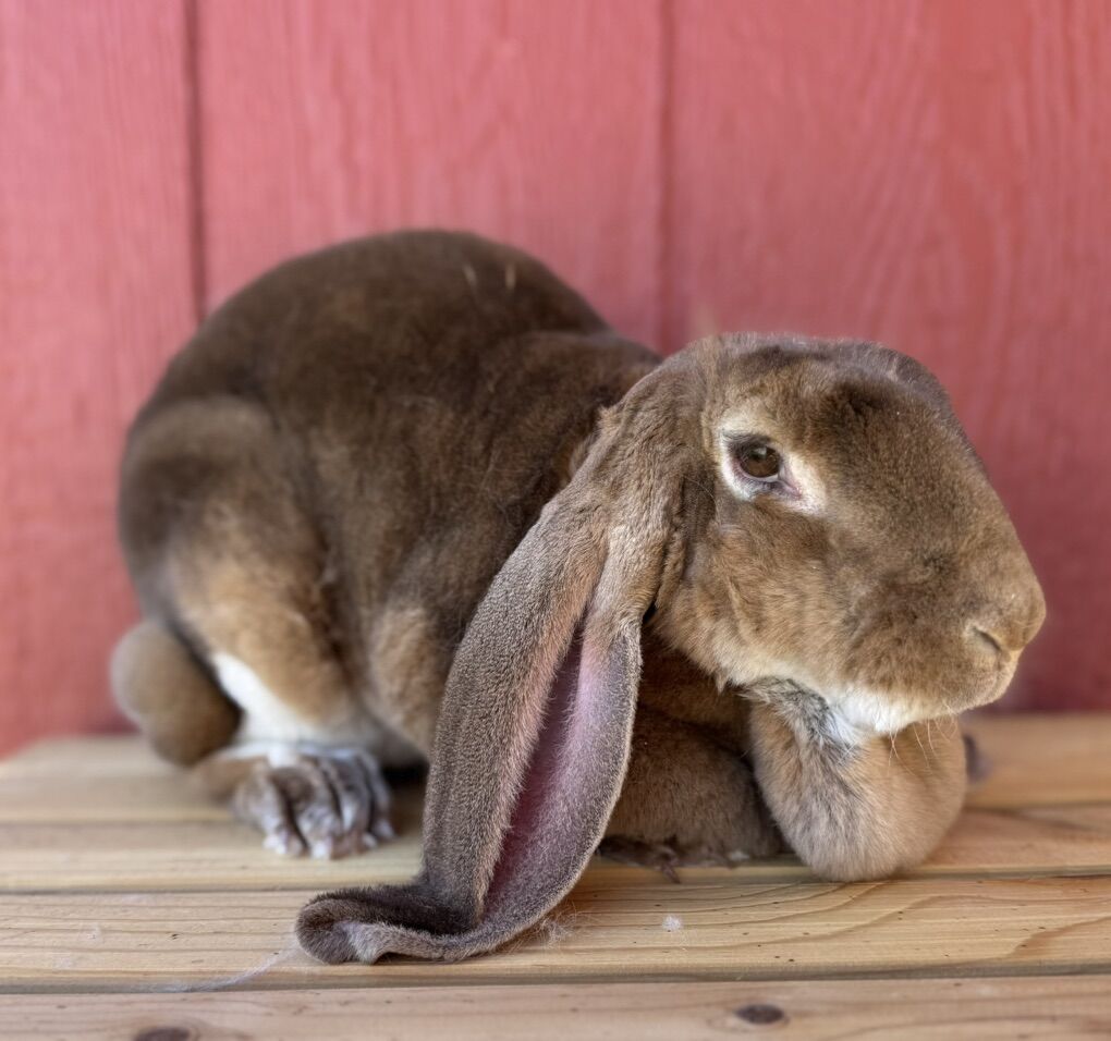 *RABBITRY CLOSING* INDOOR RAISED VELVETEEN LOPS