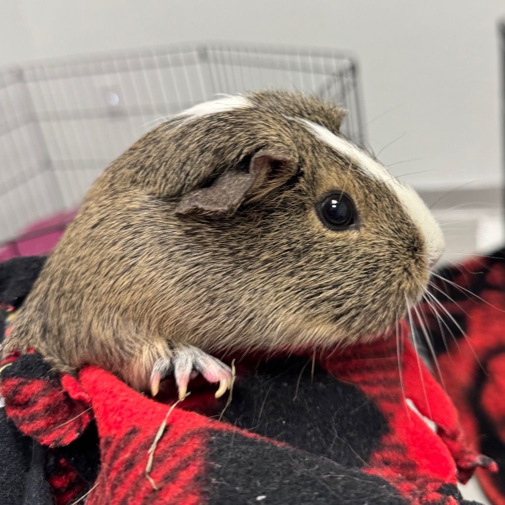 Hello my name is Skittles