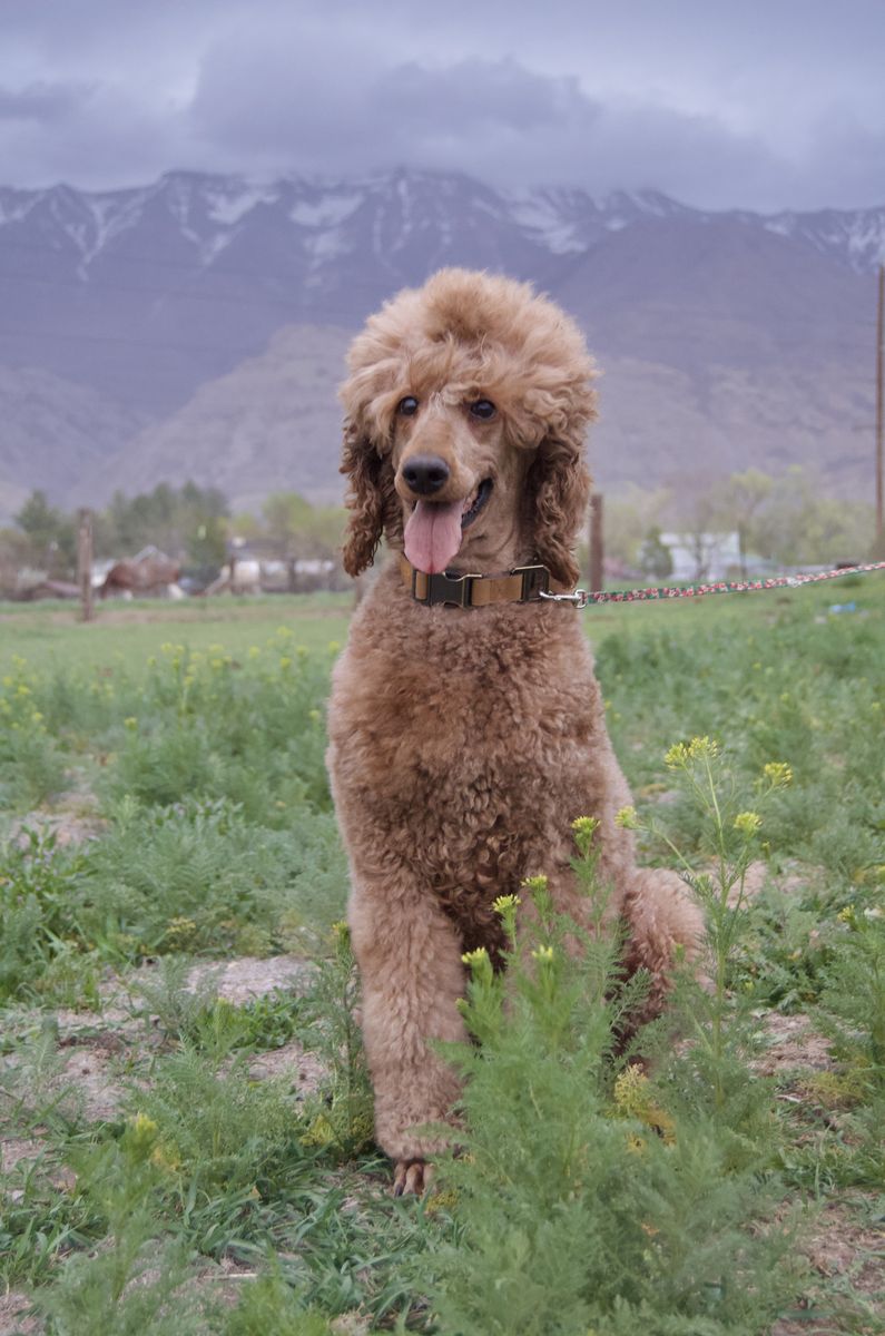 Standard Poodle Spayed + Vaccinated + Microchipped Female 