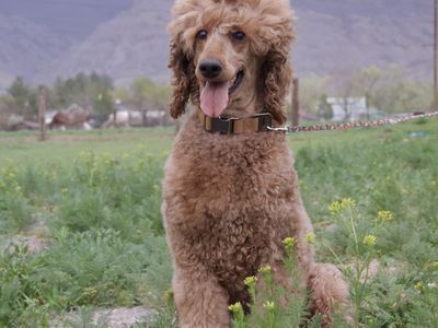 Standard Poodle Spayed + Vaccinated + Microchipped Female