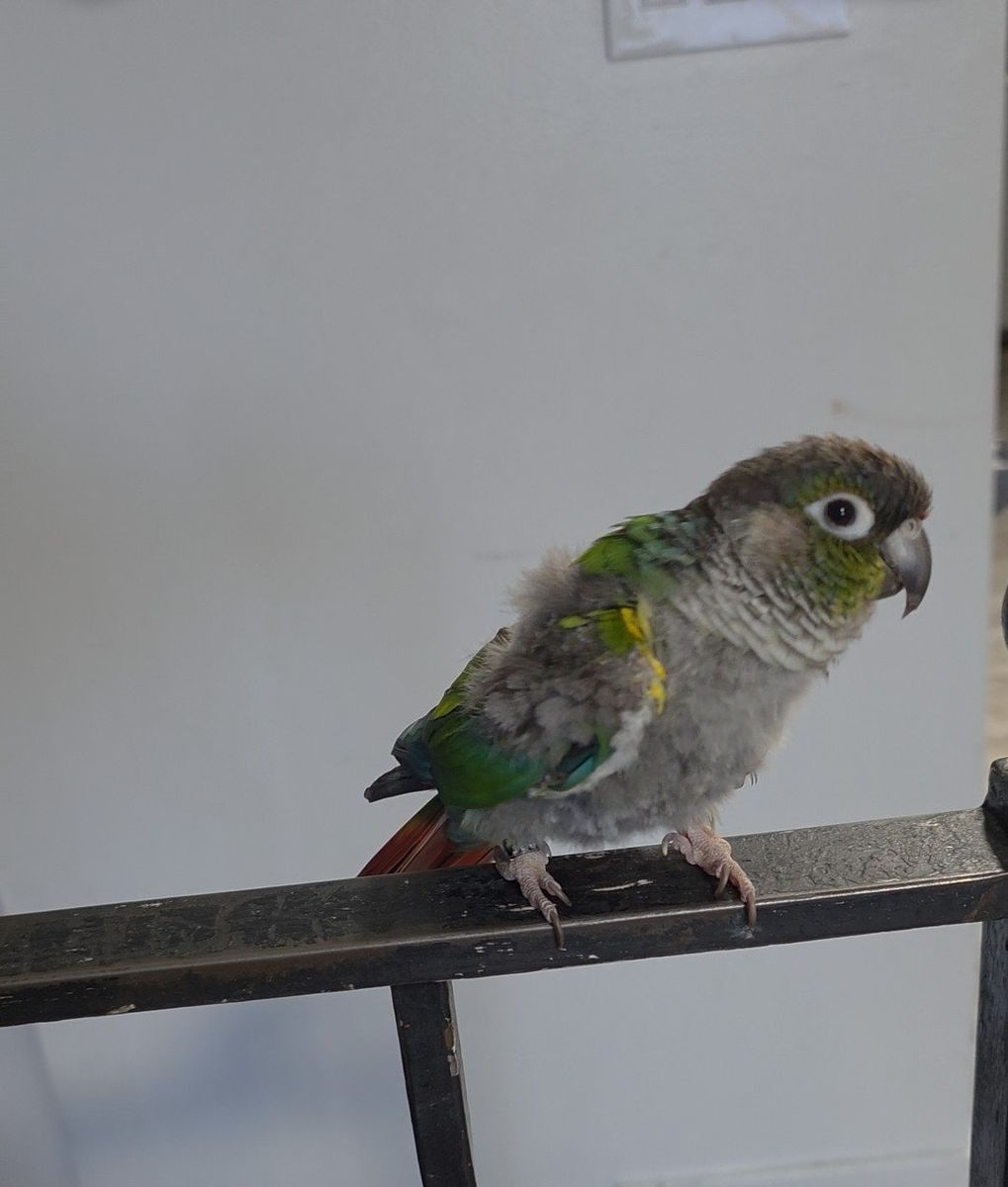 2 year old sun conure