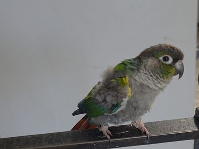 2 year old sun conure