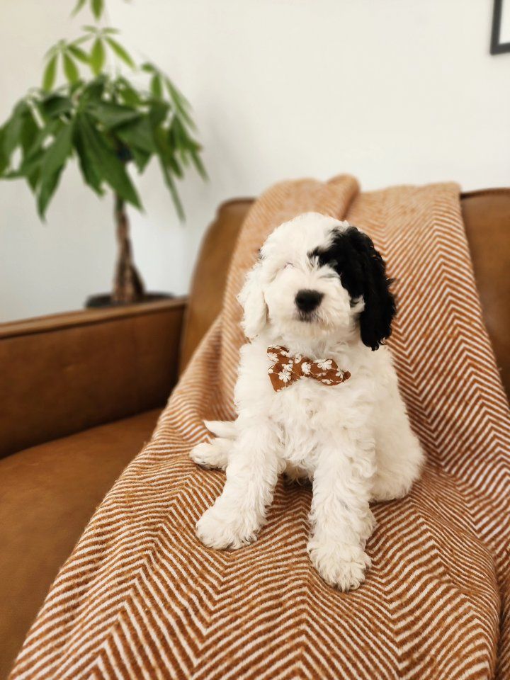 Mini Sheepadoodle Puppies