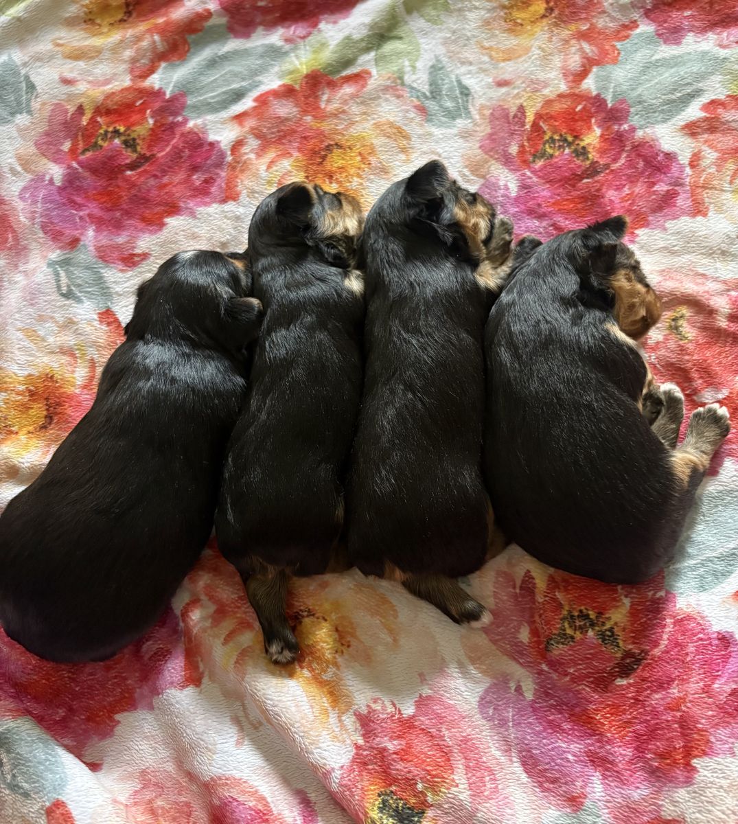 Adorable AKC registered Yorkshire terrier puppies- Ready Soon