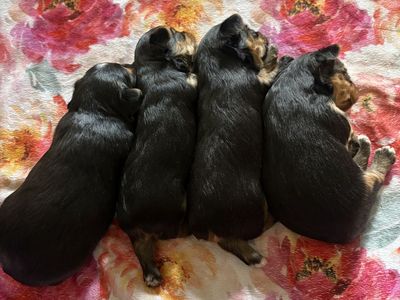 Adorable AKC registered Yorkshire terrier puppies- Ready Soon