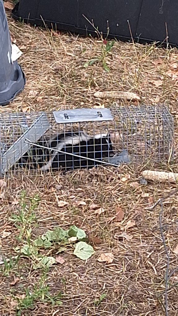 Havahart Skunk Trap - Used Live Animal Trap