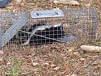 Havahart Skunk Trap - Used Live Animal Trap