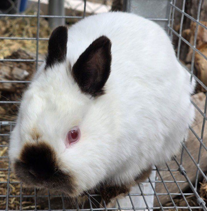 Purebred Netherland Dwarf Buck