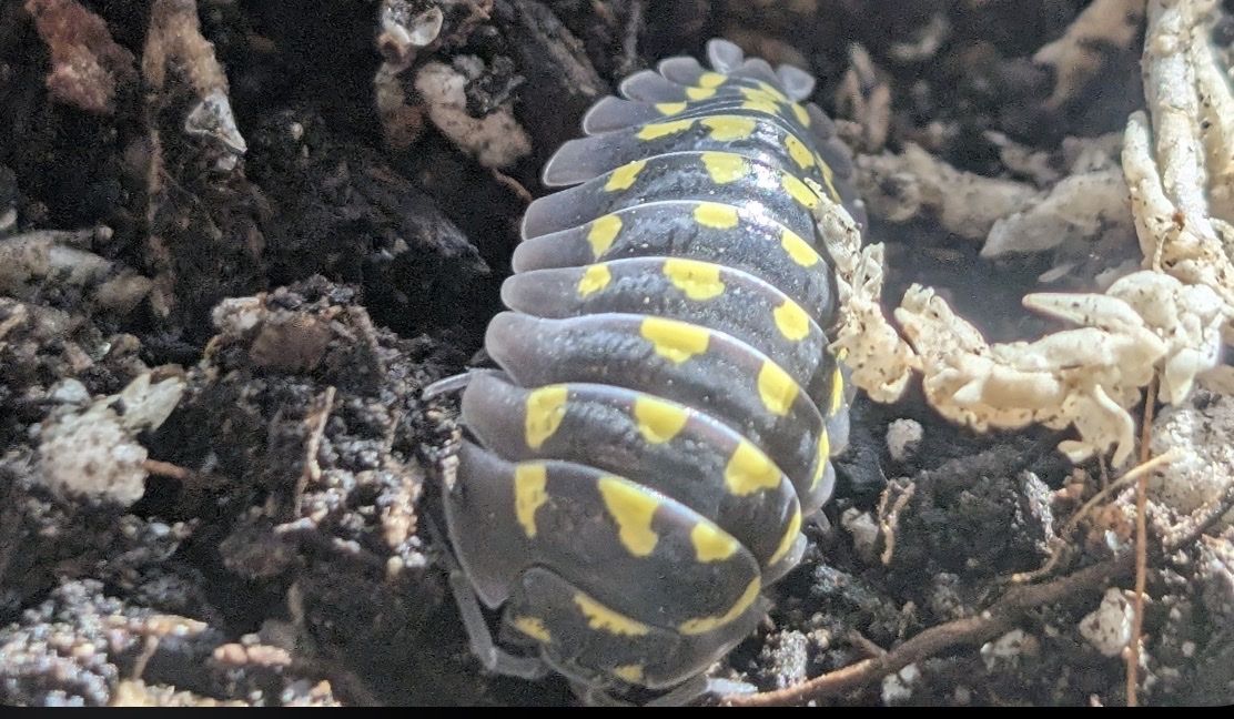 Gestroi Isopods