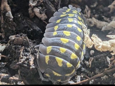 Gestroi Isopods