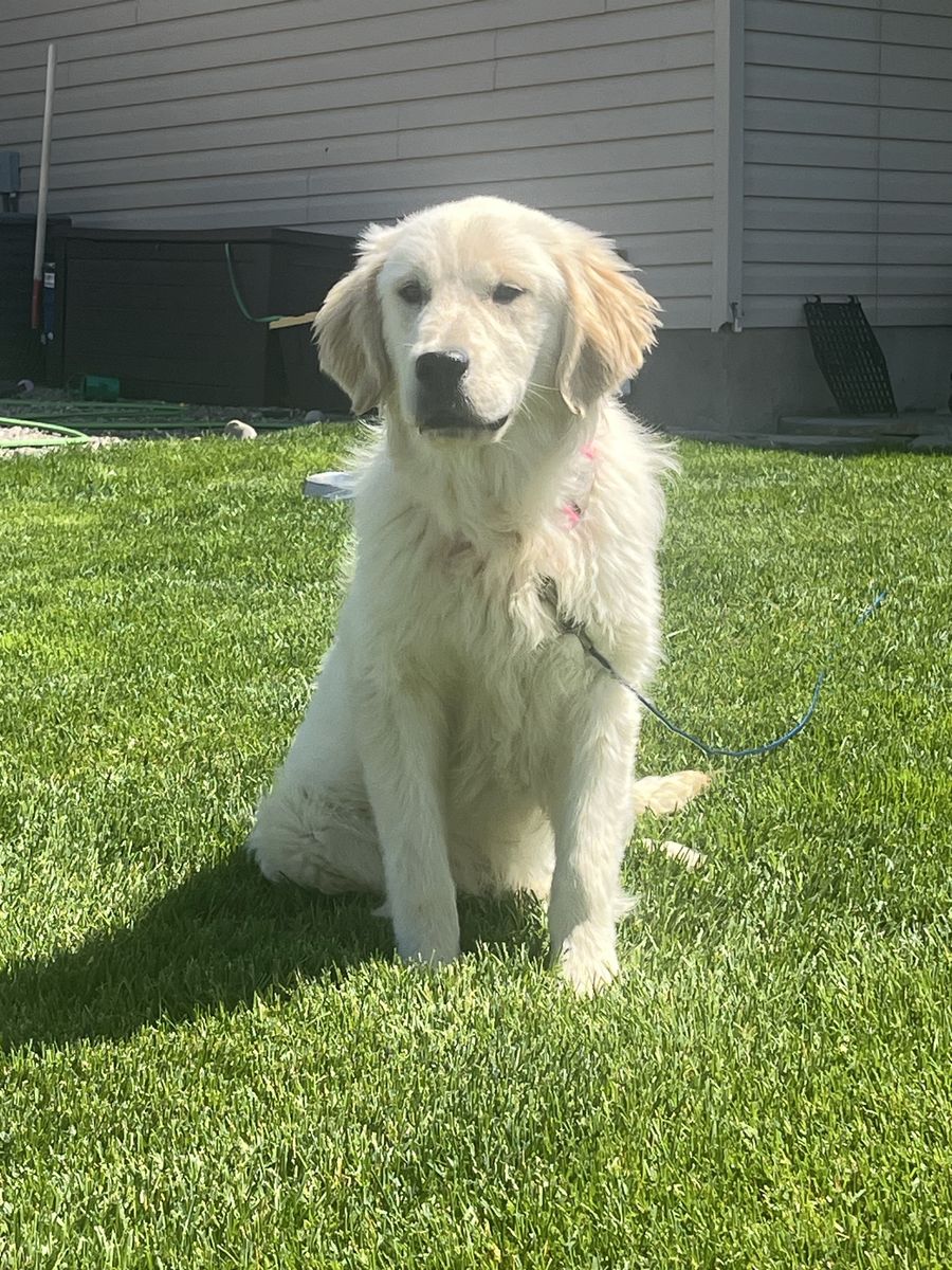 Golden Retriever