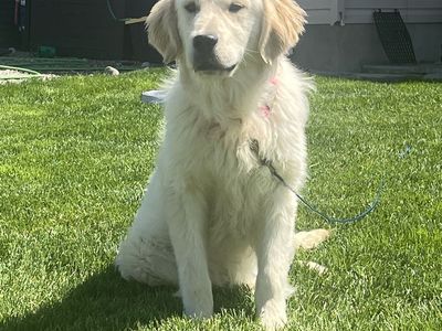 Golden Retriever