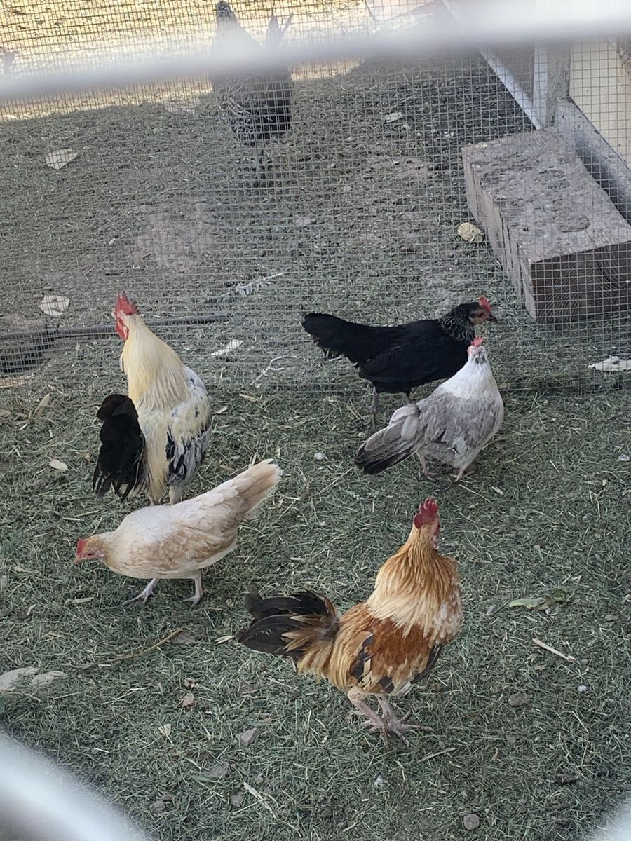 7 mini size hens