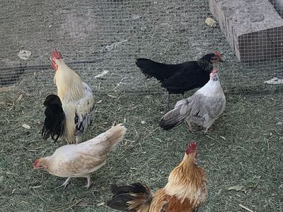 7 mini size hens
