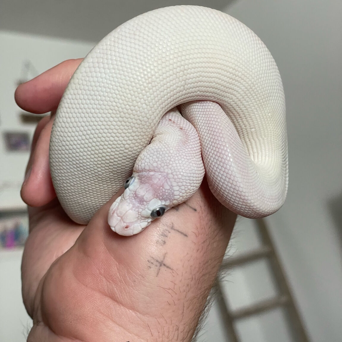 Ball Python + Full Enclosure Setup