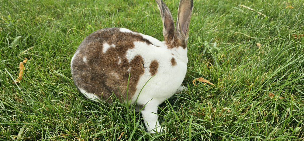 Main image 4