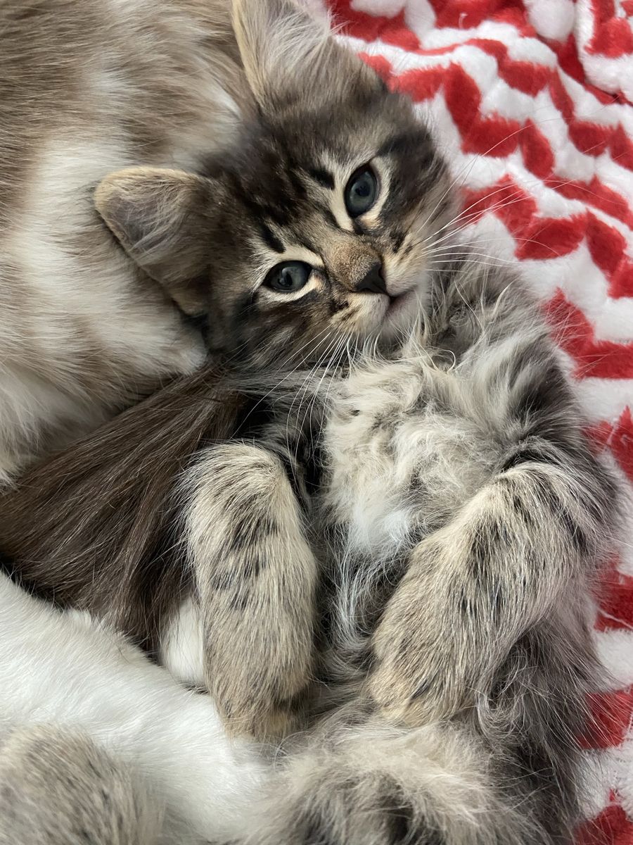 Adorable Kittens For Sale