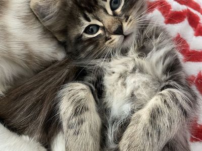 Adorable Kittens For Sale