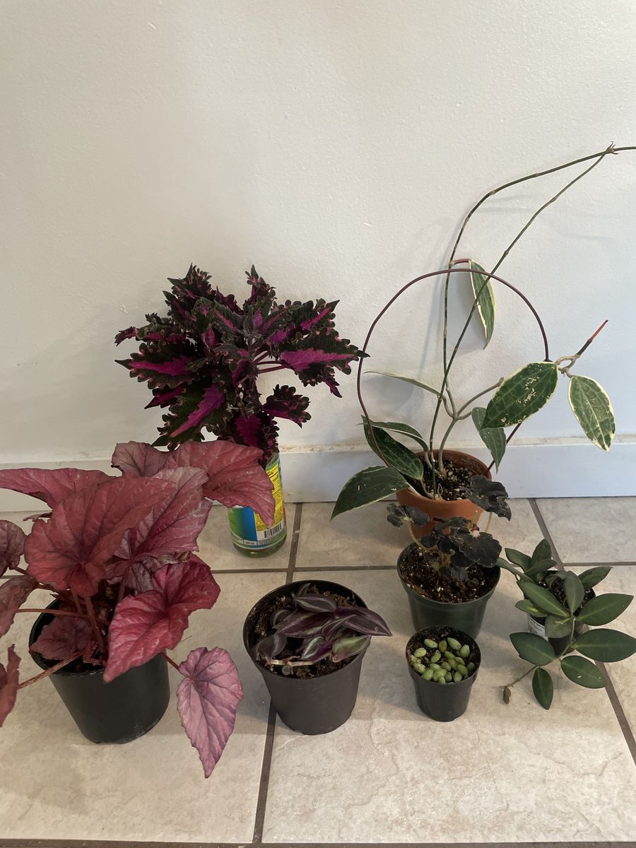 Houseplants